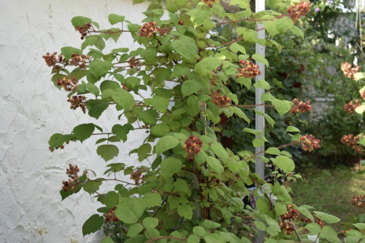 The Japanese Wineberry can be easily pulled up with a climbing aid