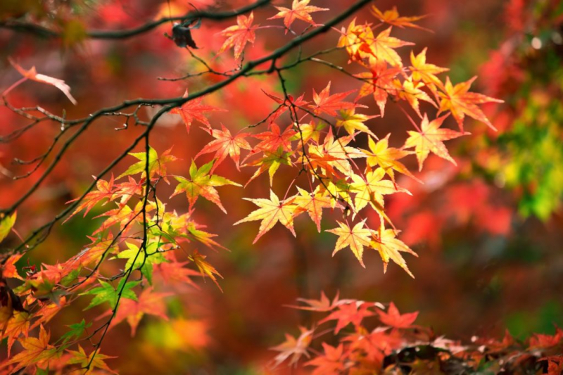 The Japanese maple is particularly magnificent in autumn - not least, the right fertilization is crucial for the intensive coloration