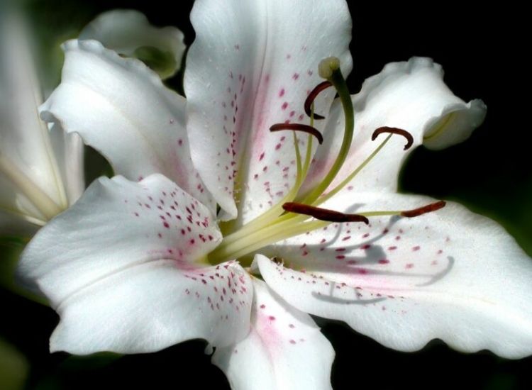 101 Types Of Lilies: Beautiful, Colorful And Hardy Species