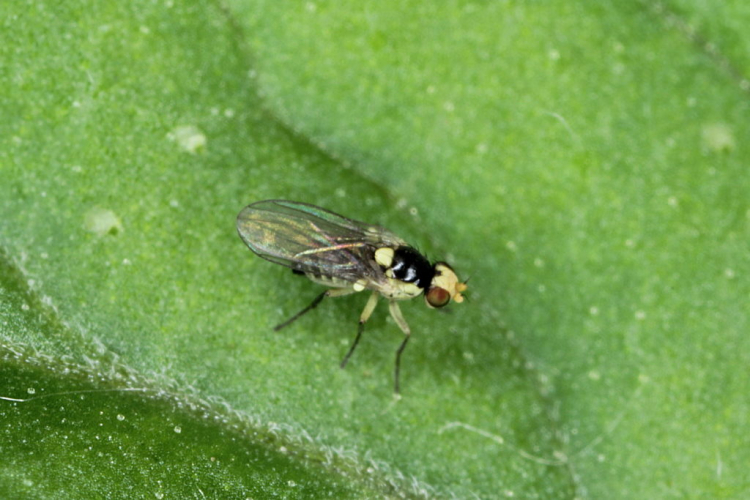 The adult South American leaf miner is black and yellow in color