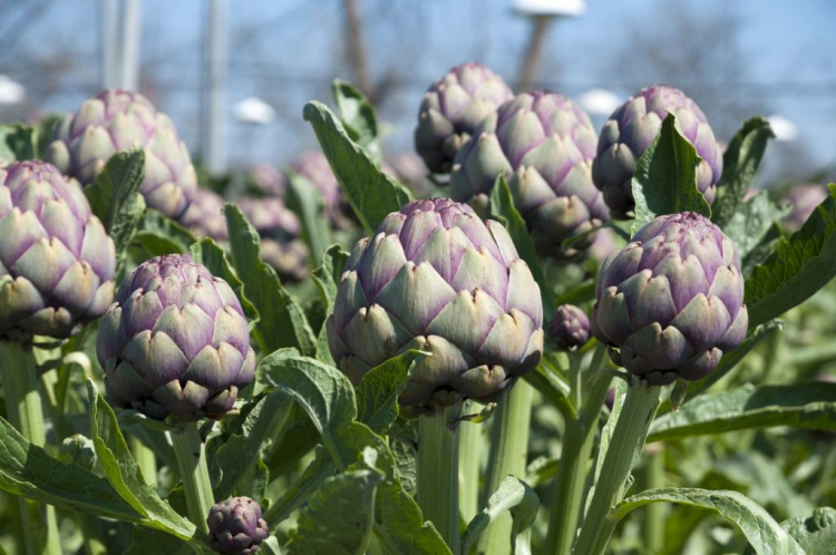 The artichoke harvest season depends on the age of the plant