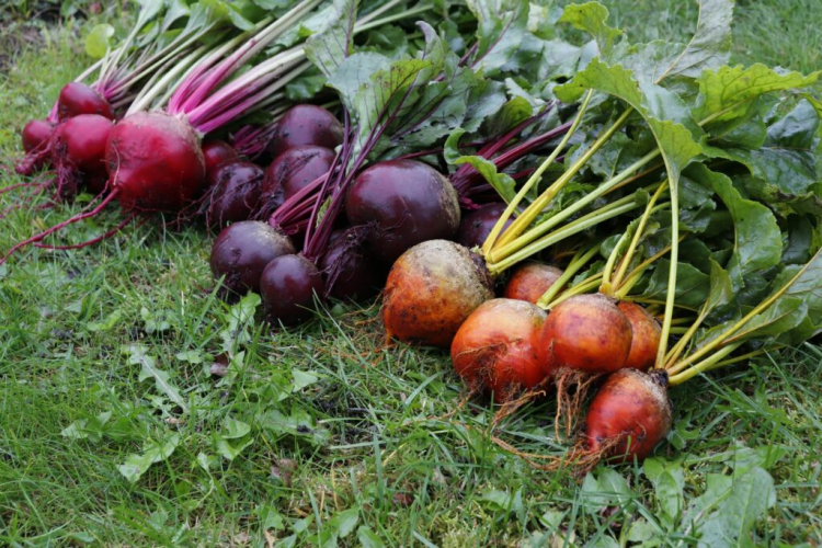 The beets are the better-known relative of the yellow beets