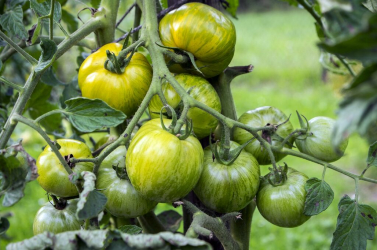 Green Tomatoes: Varieties, Ripening Time And Tips For Planting