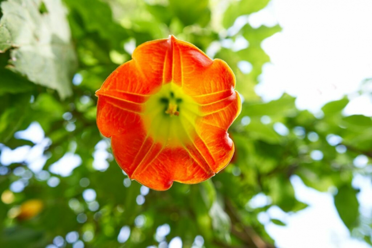 The blood-red angel's trumpet is a real blaze of the color