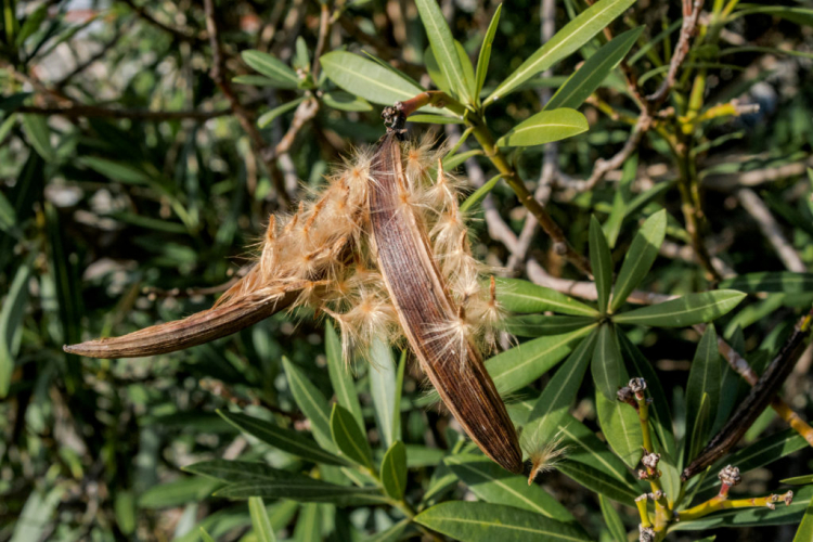 The brown fruits of the oleander contain countless small, shielded seeds