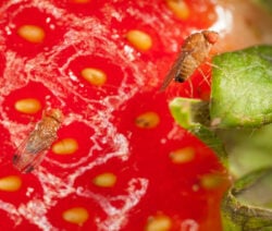 The cherry vinegar fly can destroy entire harvests