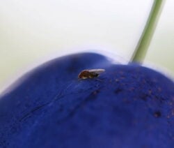 The cherry vinegar fly causes severe crop failures and even total loss
