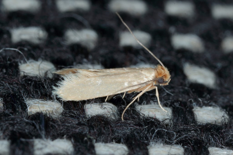 The clothes moth lays its eggs on textiles of animal origin