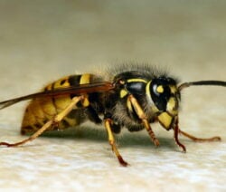 The common wasp lives up to its name