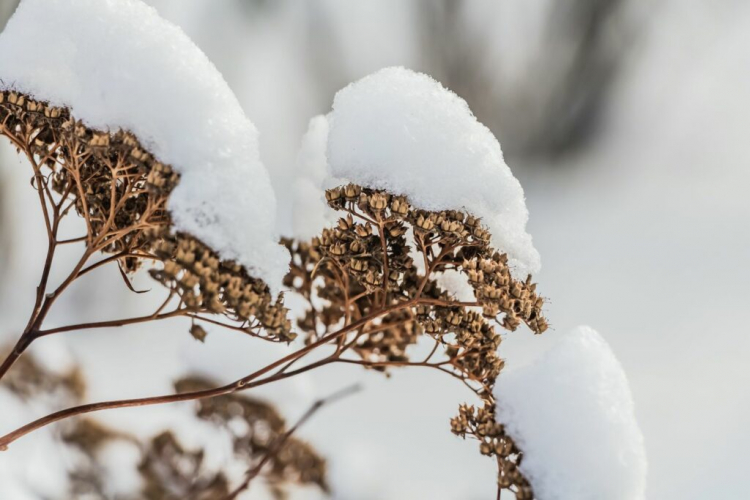 The dried-up flower stalks of the hardy sedum plant also look very decorative in snow and frost