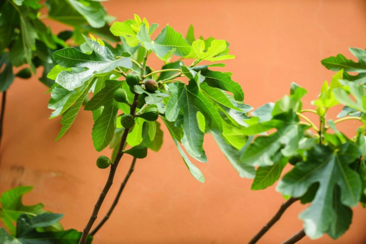 The fig tree is particularly at home near warming walls and house walls