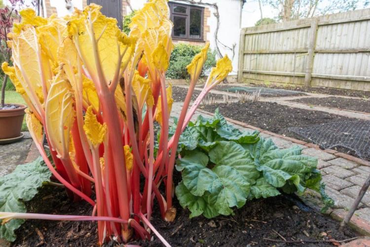The first driven rhubarb stalks can be harvested towards the end of March