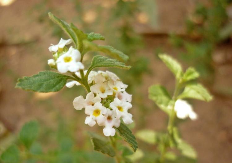 The flower of the Greek oregano is pure white