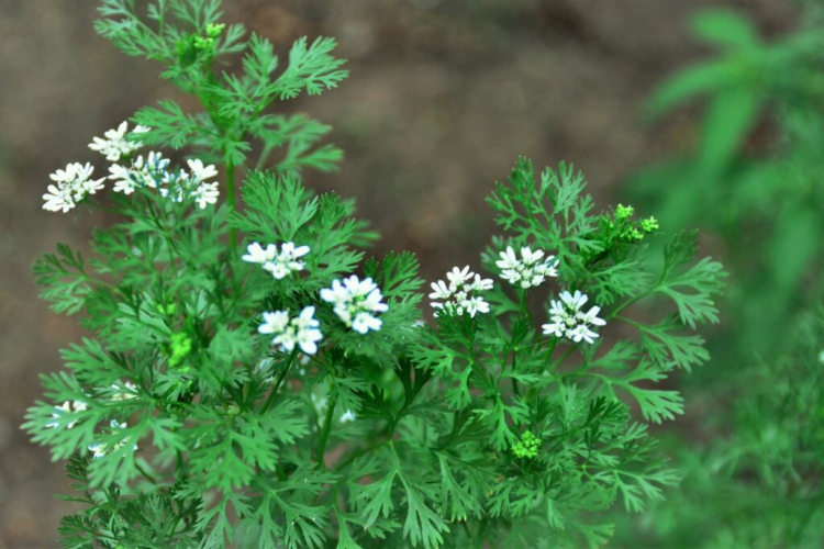 The flowering of the coriander usually ends the harvest of the leaves