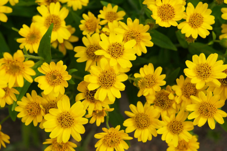 The flowers of the American arnica are slightly more compact than those of the real arnica