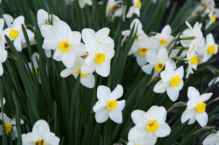 The flowers of the daffodil can shine in many shades of white, yellow, and orange