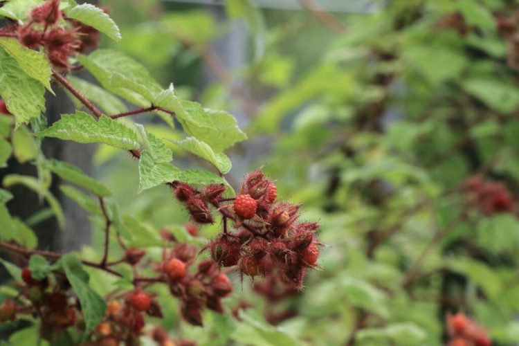 The fruits of the Japanese Wineberry