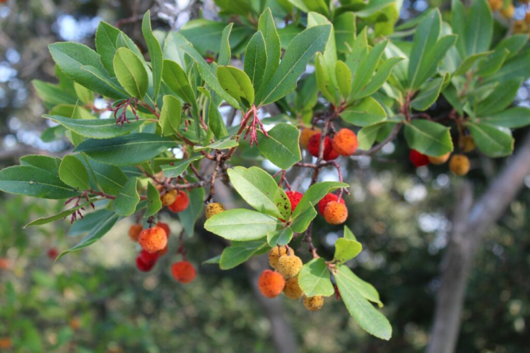 The fruits of the strawberry tree form in spring