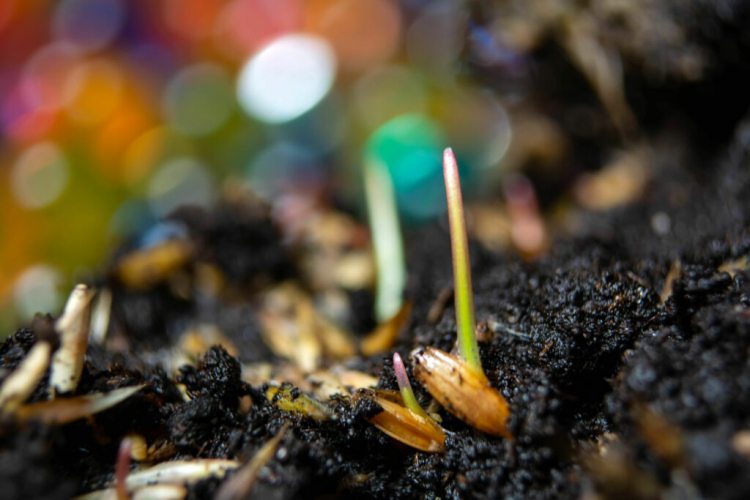 The germination test checks how many seeds transform into plants