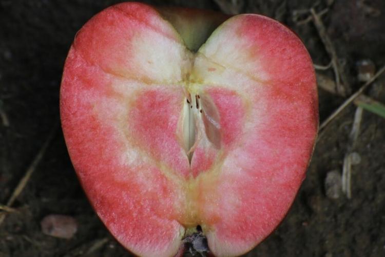 The heart-shaped marbling of the pulp is typical of Redlove apples