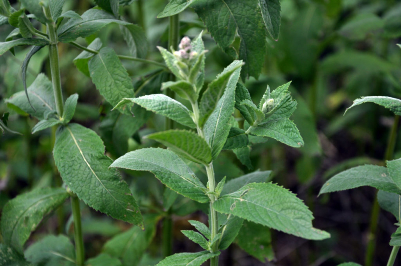 The horse mint is widespread in Europe mainly in mountain areas