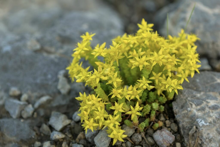 The hot stonecrop opens its bright yellow flowers between June and July 