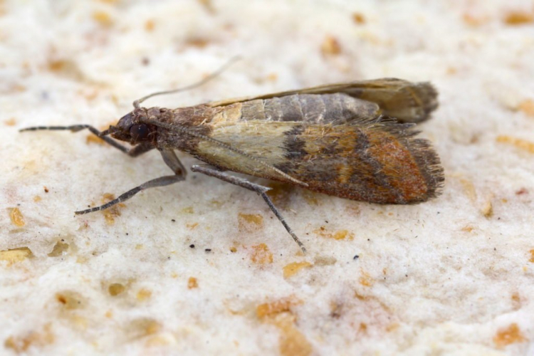 The infestation by food moths is not only unsavory but also has the potential for disease