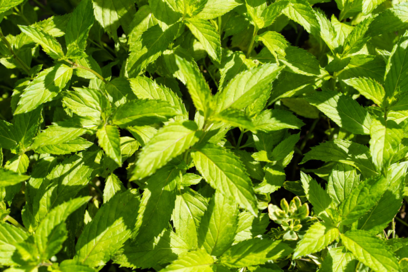 The lemon mint convinces with its strong growth and fresh aroma