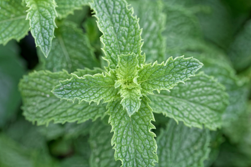 The mojito mint is also called Hemingway mint