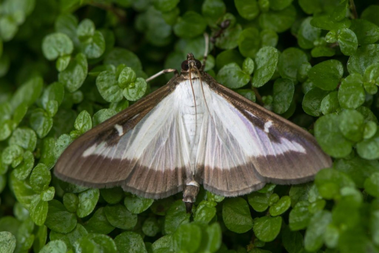 The most common are the moths with white-brown wings