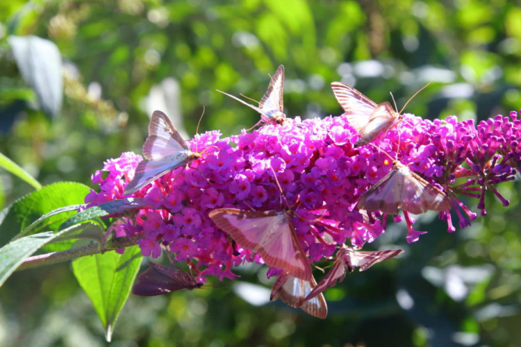 The moths only fly for a few weeks and often stay on butterfly lilacs during the day