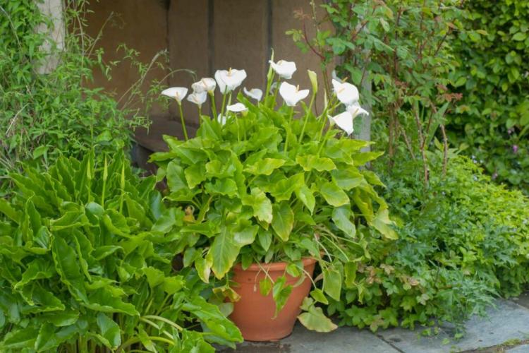 The not winter hardy calla is best cultivated in a tub