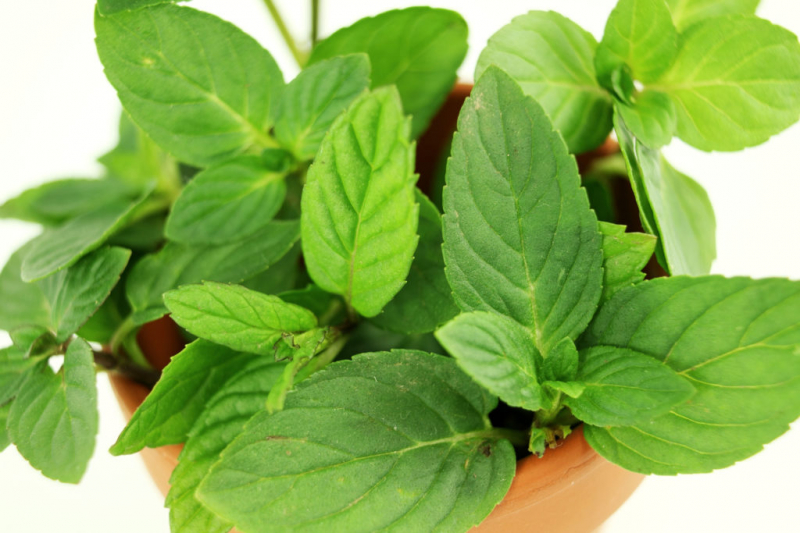 The basil mint combines the refreshing mint taste with a Mediterranean basil aroma