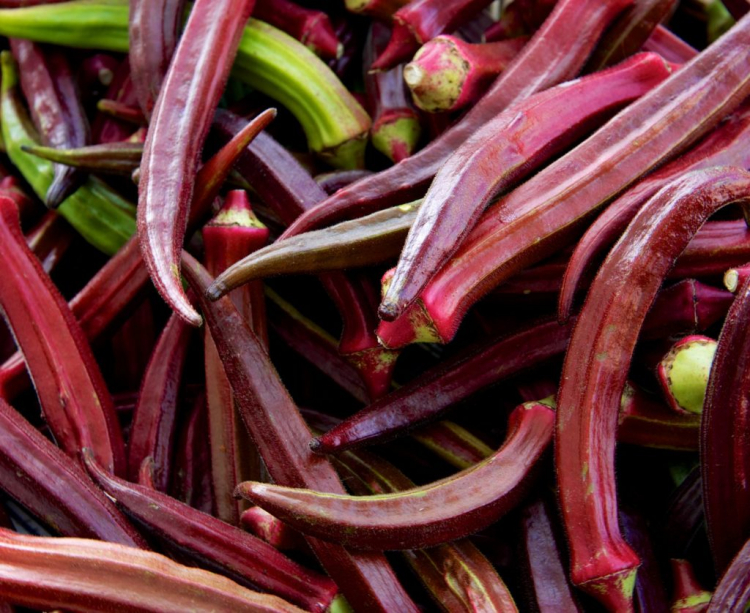 The red okra varieties are particularly beautiful