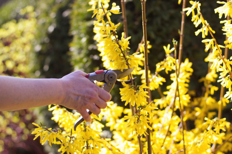The right time to cut is crucial in forsythia