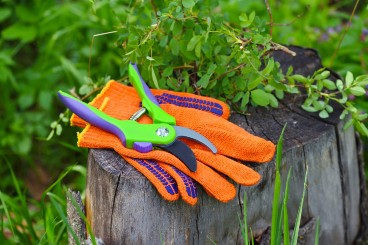The right tools for cutting the Mandevilla are gloves and sharp secateurs