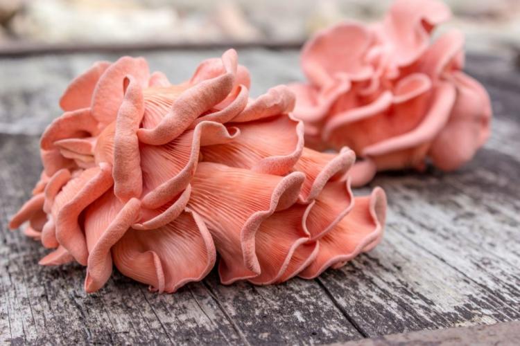 The rose oyster mushroom is a special eye-catcher