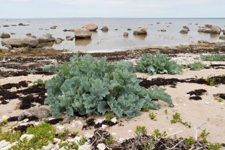 Sea Kale: Planting And Caring For The Sea Kale