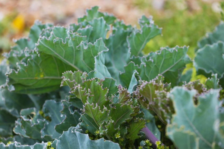 The sea kale makes pretty and tasty leaves