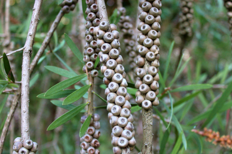 The seeds of the Bottlebrush plants can be loosened from their pods by the action of heat