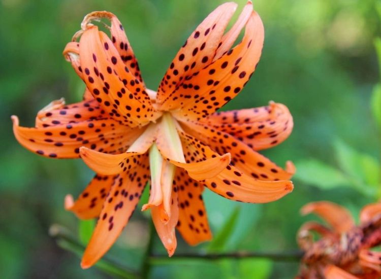 The spotted tiger lily