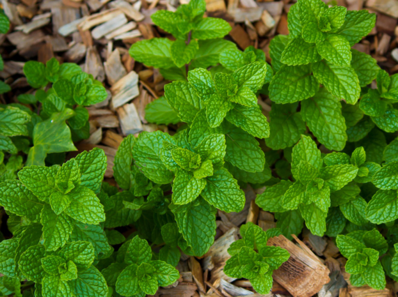The strawberry mint, which tastes strongly of the red fruits, is a real rarity