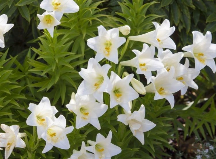 The symbolic Madonna lilies are particularly widespread