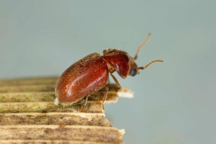 The tobacco beetle has an oval body shape and is reddish to brown in color