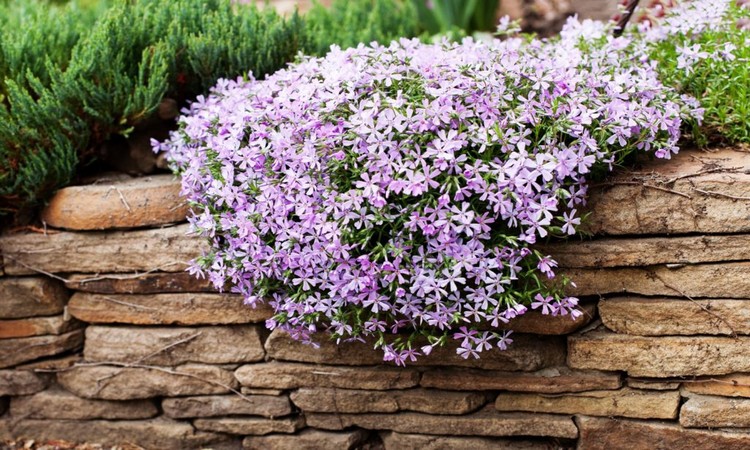The upholstery phlox is perfect for a drywall 