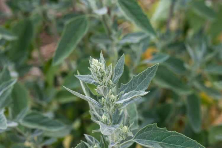The white goosefoot has a distinctive white coating on the leaves