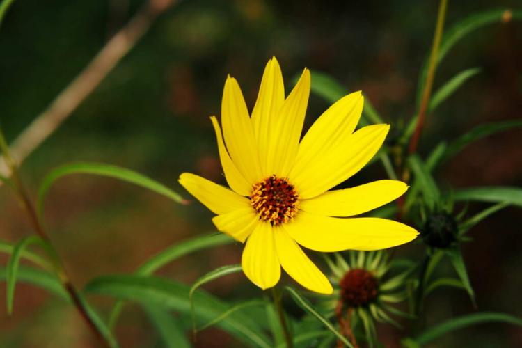 The willow-leaved sunflower has narrow and long leaves