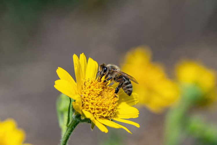 The yellow flower heads provide plenty of food for insects