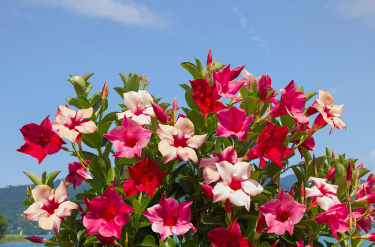 There are several reasons why you should cut Mandevilla