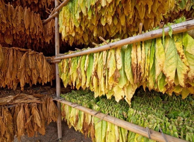To dry, the leaves are strung on a thread and hung up